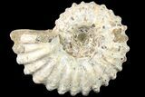 Bumpy Douvilleiceras Ammonite - Madagascar #79135-1